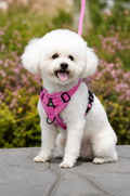 Stride Harness & Leash Set