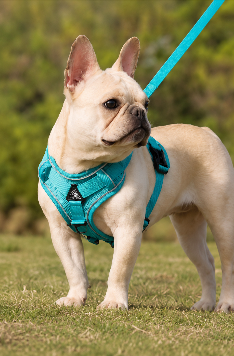 Stride Harness & Leash Set